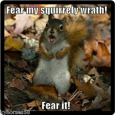 Funny Squirrel Humor Fear My Squirrely Wrath Refrigerator Magnet