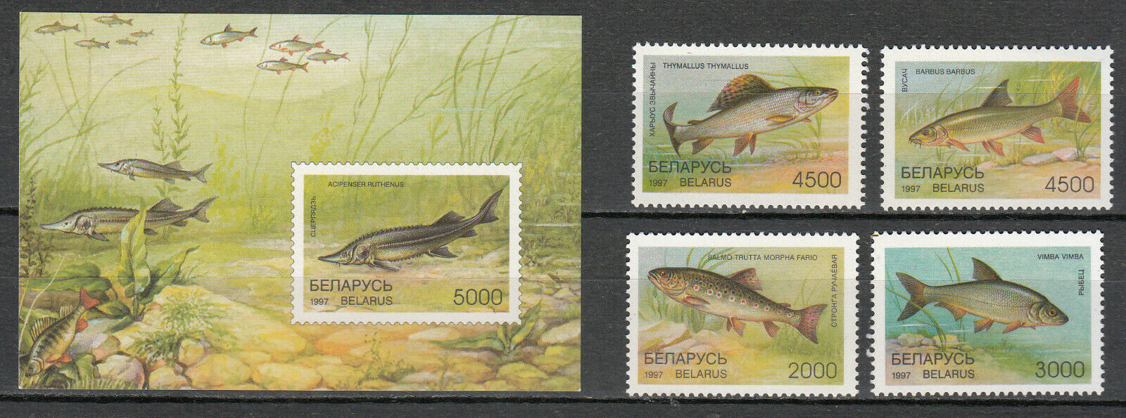 Belarus - 1997 Fish Sc# 204/208 - Mnh (7585f)